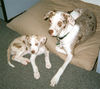 CatahoulaRedWhitePair wb.jpg
