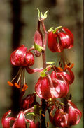 Lil martagon var cattaniae 01Infl Griechenland Rhodopen 16 07 01.jpg