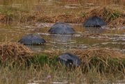 Four black herons standing in low water with vegetation holding their wings over their bodies forming what looks like black umbrellas