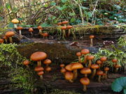 A few dozen brownish-orange mushroom of various sizes growing on a rotted log covered with moss. The caps of the mushrooms are rolled inwards, and rest on stems that range in color from whitish to light orange-brown. Several of the stems have small, dark orange rings near the top.