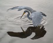 A grey heron standing up to its body in water with its wings outstretched and slightly forward of the body looking at highly disturbed water