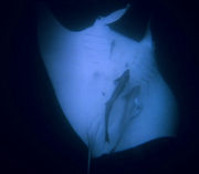 Night-time photo of manta and remoras