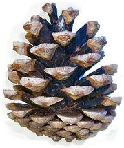 Pinus nigra cone.jpg