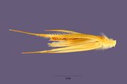 Secale cereale - cereal rye 2 - Steve Hurst USDA-NRCS PLANTS Database.jpg