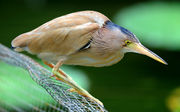 A beige heron with yellow legs and bill stands hunched, it's neck hidden in the feathers of the body, on a wire mesh above water