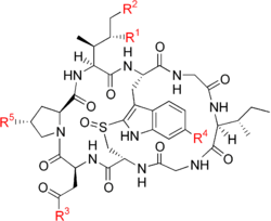 A complex ring-shaped chemical structure made of eight amino acid.