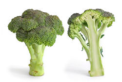 Broccoli, Calabrese cultivar