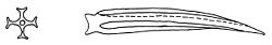 Cepaea hortensis dart.jpg