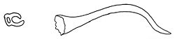 Hygromia cinctella dart.jpg