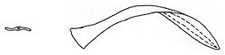 Leptaxis erubescens dart.jpg