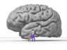 Brain.png